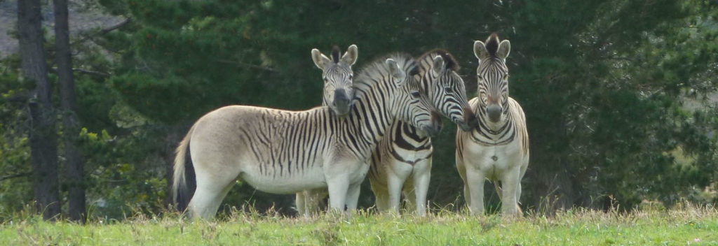 We are part of the Quagga re-breeding program